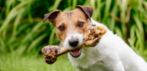 Jack Russell Terrier eating a cooked bone