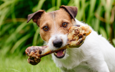 Can Dogs Eat Cooked Bones? (the dangers of cooked bones)