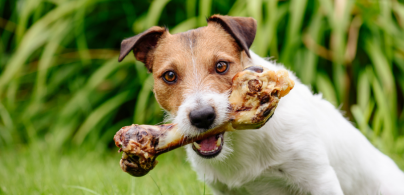 Dogs eat outlet cooked pork bones