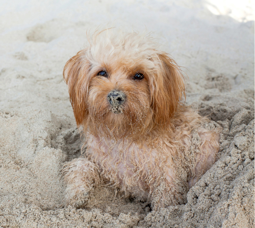 Dog covered in sand
