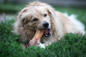 Dog chewing on a raw bone