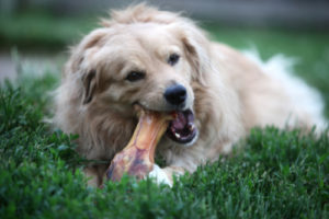 Dog ate a outlet rib bone