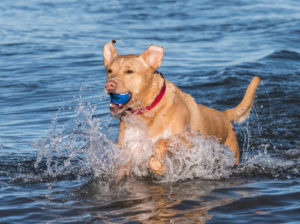 Dog playing in water with toy