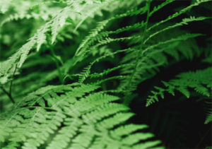 Close up of an Emerald Fern, plants that are toxic to dogs