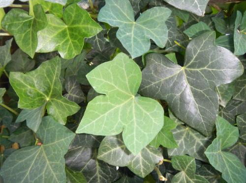 Close up of English ivy