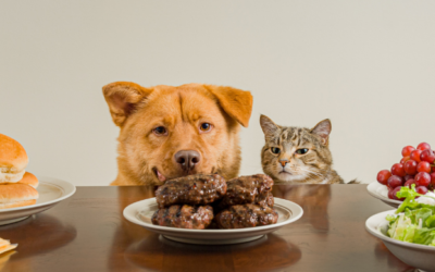 Toxic Foods For Dogs And Cats: A Guide
