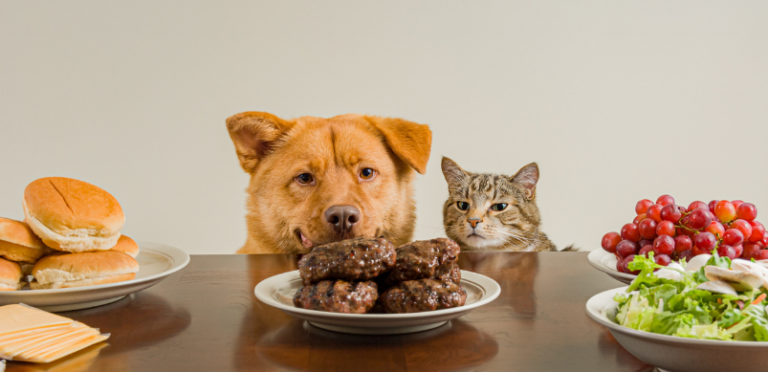 Foods toxic for dogs and cats