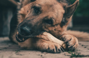 German Shepherd eating a cooked bone