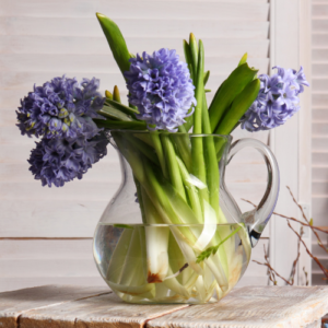 Hyacinths in a clear jug, plants that are toxic to dogs