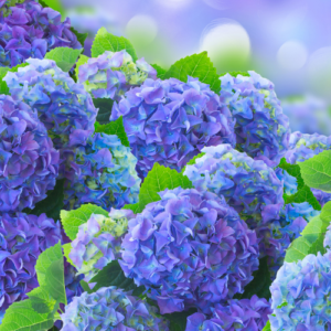 Close up of blue hydrangeas, which are plants that are toxic to dogs