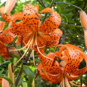 Orange tiger lilies with black spots