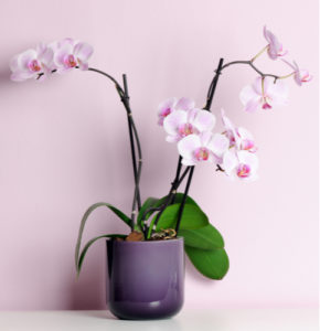 Pale pink orchids in purple pot are plants safe for dogs and cats