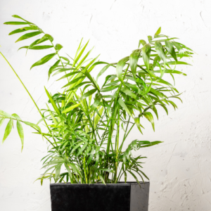 Parlour palm in black pot are plants safe for dogs and cats