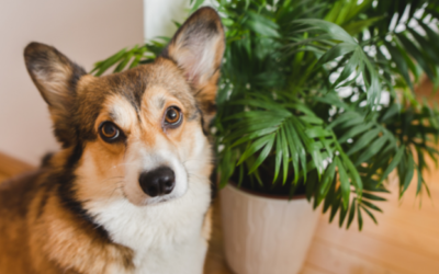 Plants Safe For Dogs And Cats (an A-Z guide)