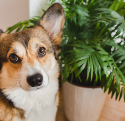 Corgi with plant - plants safe for dogs and cats