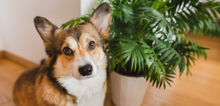 Corgi with plant - plants safe for dogs and cats