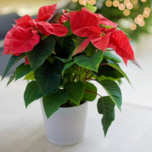 Poinsettia in a white pot, plants that are toxic to dogs and cats