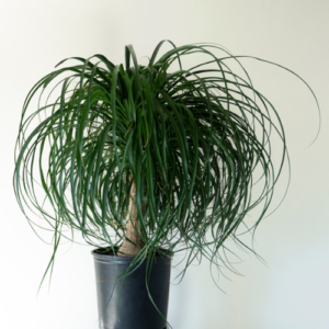 Large ponytail palm in black pot are plants safe for dogs and cats