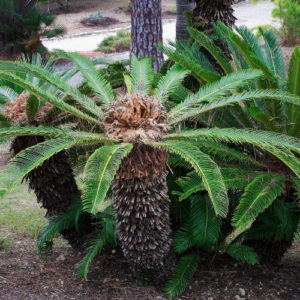 Group of sago palms, plants that are toxic to dogs