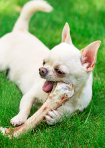 Small white dog chewing on a cooked bone