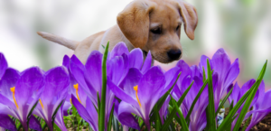 Puppy sniffing plants that are toxic to dogs