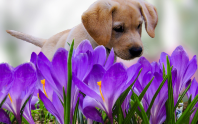 Flowers And Plants That Are Toxic To Dogs And Cats: A Guide
