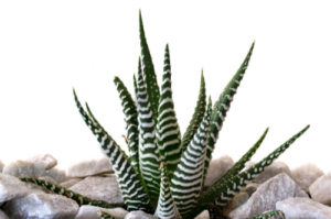 Close up of a zebra cactus plant