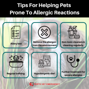 How to help dogs with allergic reaction tips