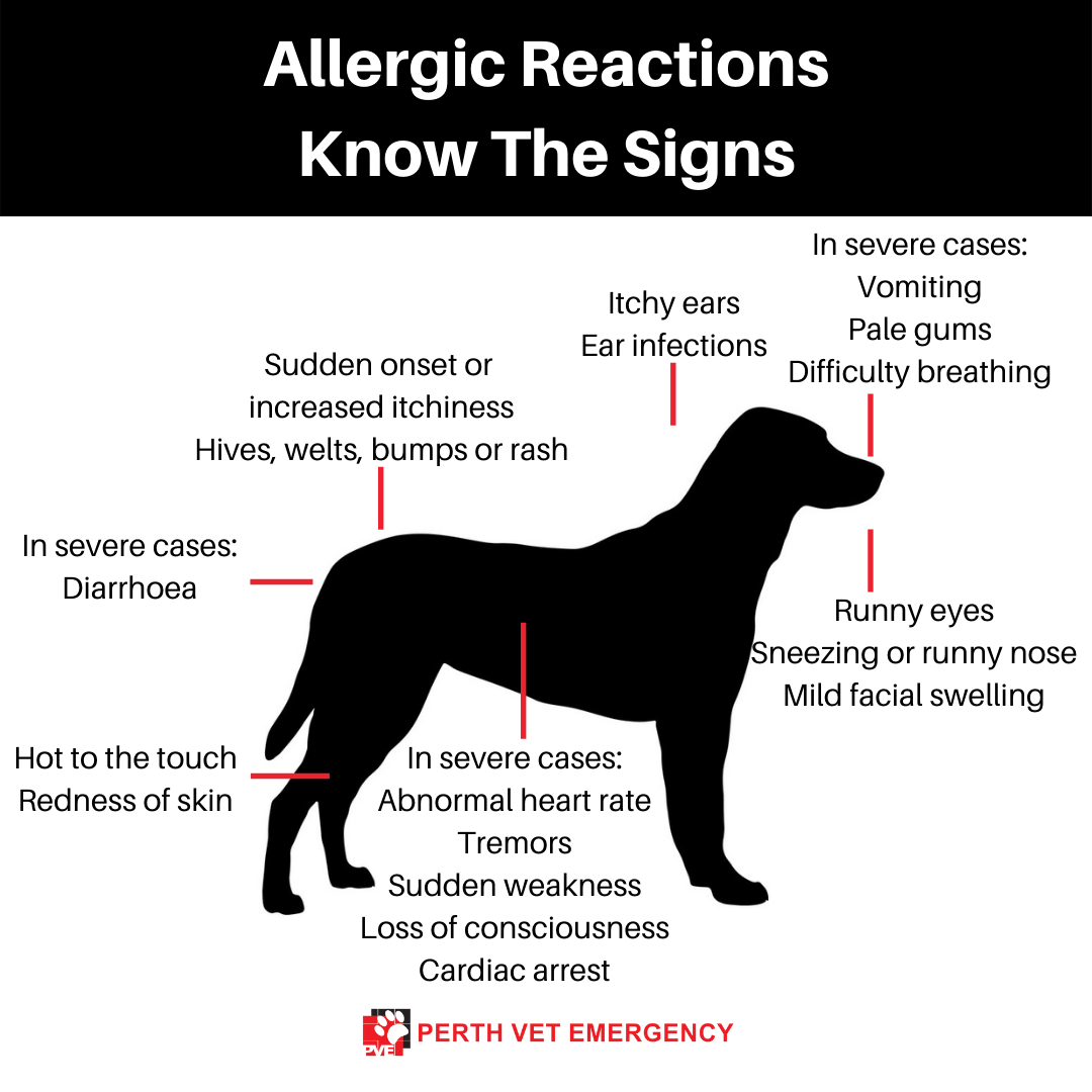 Signs of allergic reaction in dogs