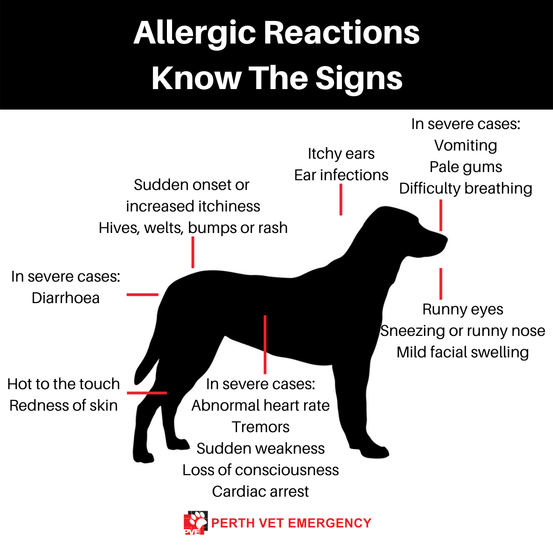 allergic-reaction-in-dogs-our-blog-perth-vet-emergency