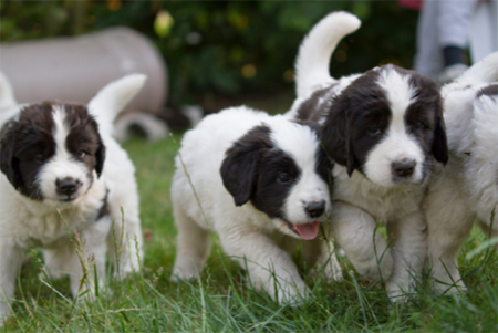 Brown and white puppies walking on grass