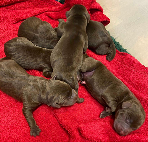 Newborn brown puppies
