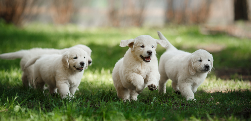 Puppies running on grass can contract parvovirus in dogs