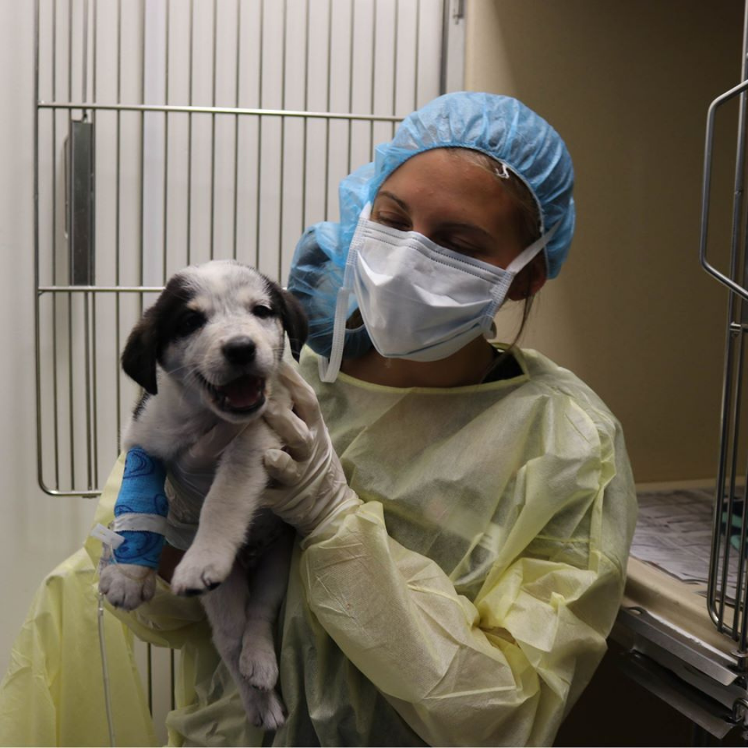 Puppy receiving treatment for parvovirus in dogs