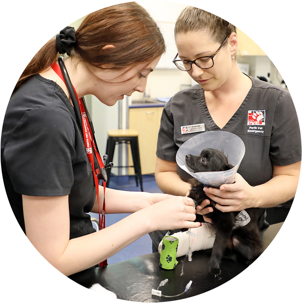 Perth Vet Emergency team member with dog