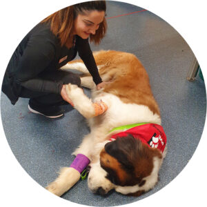 Harley, a canine blood donor