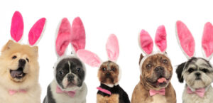 Five dogs wearing Easter bunny ears