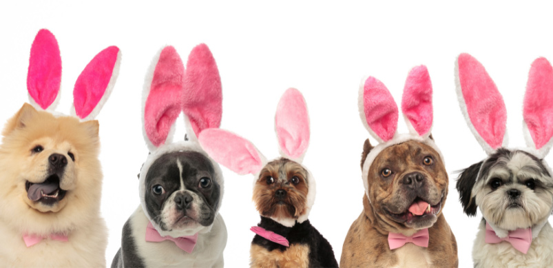 Easter Dangers For Pets