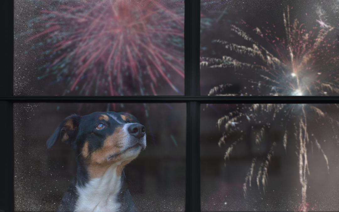 Effective Ways to Keep Calm Your Pet When Fireworks Begin