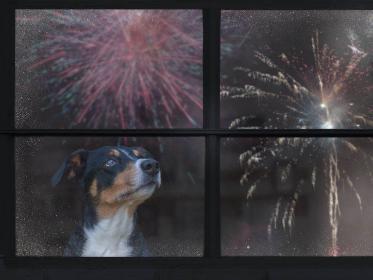 Dog staring out window up to fireworks