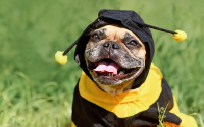 What to Do If Your Dog Gets Stung by a Bee