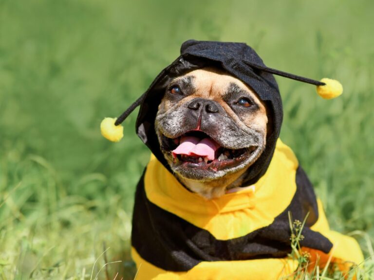 What to Do If Your Dog Gets Stung by a Bee - a dog in a bee costume in the outside