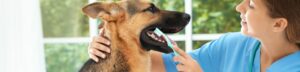 Sorrento Animal Hospital - Free Dental Checkup - Showing a German Shepard at the vet having a teeth cleaning to prevent dental diseases and maintain overall health
