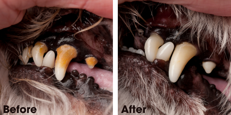 Sorrento Animal Hospital - Free Dental Checkup - Showing gums and teeth of a dog before and after a dental treatment and to prevent dental disease