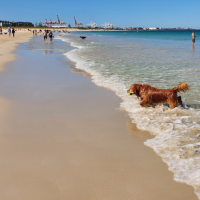 Leighton Beach Dog Exercise Area