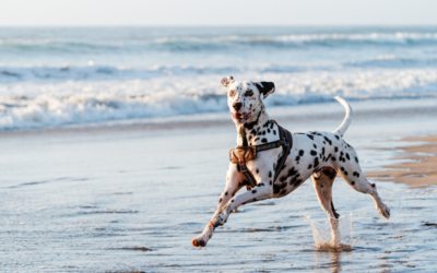 Our Top 5 Dog-Friendly Beaches in Perth