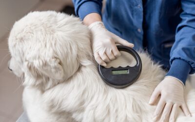 Why Microchipping Your Pet is Important