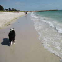 Border collie running along the beach at South Beach, Fremantle
