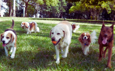 The Top 5 Dog Parks in Perth