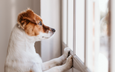 The Ultimate Guide to Easing Separation Anxiety in Dogs